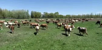 Aydıntepe'de 'Süt Sığırı Yetiştiricisi' Kursu Başlıyor