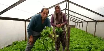 Ordu'da Çiftçi, Marulları Yol Kenarında El Arabasıyla Satıyor