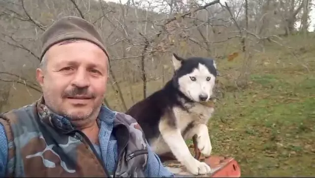 The Siberian husky took the wheel of the tractor