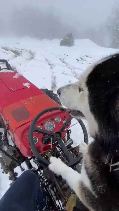 The Siberian husky took the wheel of the tractor