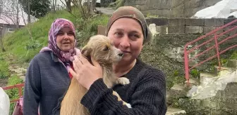 Zonguldak'ta Terk Edilen Köpek Yavrusu Sahiplendirildi