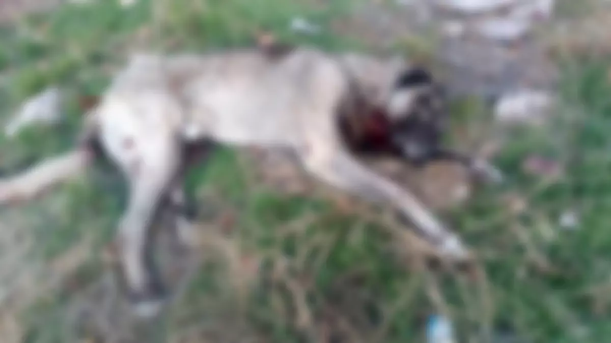 Yenimahalle'de Tüfekle Vurulmuş 4 Köpek Bulundu