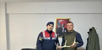 Eskişehir'de Geyik Boynuzu Satışı Yapan Şüpheli Yakalandı