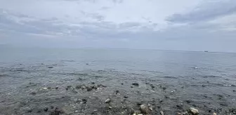 İskenderun ve Arsuz'da Deniz Suyunun Çekilmesi Normal Bir Durum