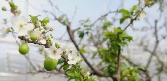 Mersin'in İlk Erik Hasadı Gerçekleştirildi