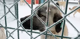 Yozgat'ta Evcil Köy Projesi Hayata Geçiyor