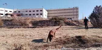 Kadavra Köpeği Abrek, Suriye'deki Arama Kurtarma Operasyonlarında Görev Aldı