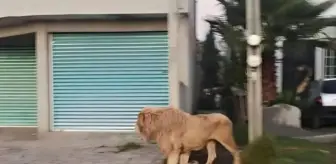 Kafesinden kaçan aslan, büyük korkuya yol açtı