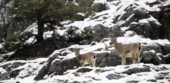 Tunceli'de Yaban Keçileri Kar Yağışıyla Zor Günler Geçiriyor