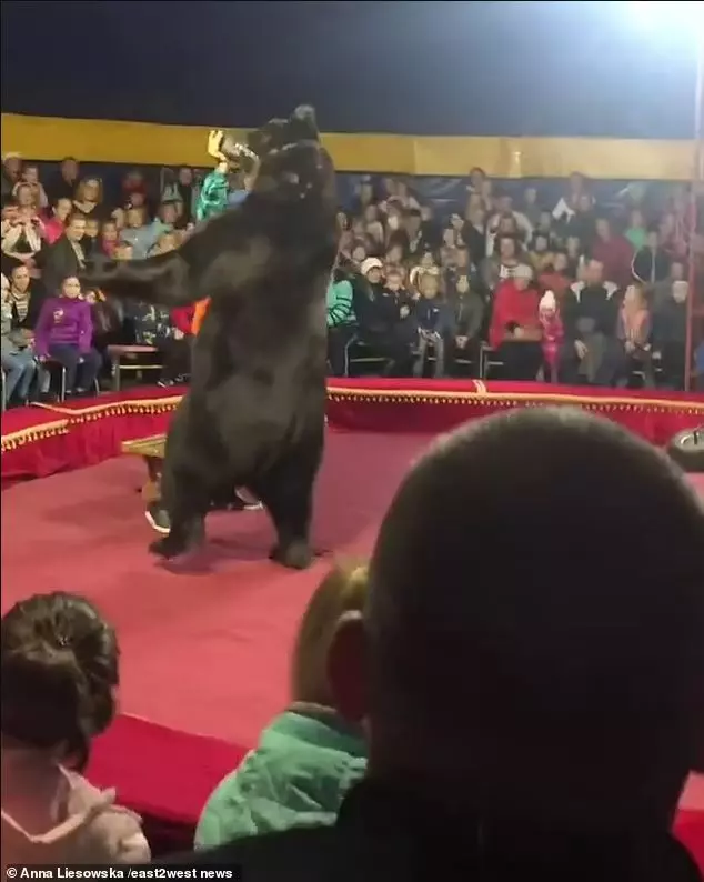 The 270-kilogram circus bear took a terrifying revenge on its owner