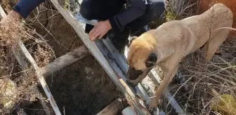 Antakya'da İnşaat Çukuruna Düşen Köpek Yavruları Kurtarıldı