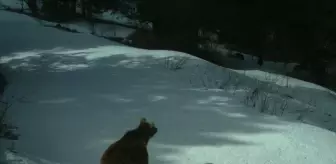 Sarıkamış'taki Bozayılar Kış Uykusuna Yattı