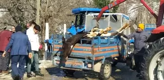 Kumru'da Yangın: 5 Büyükbaş Hayvan Telef Oldu