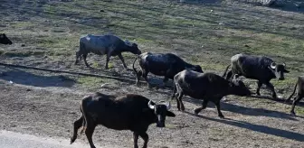 Kadirli'deki Kadınlar Kooperatifle Sütlerini Değerlendiriyor