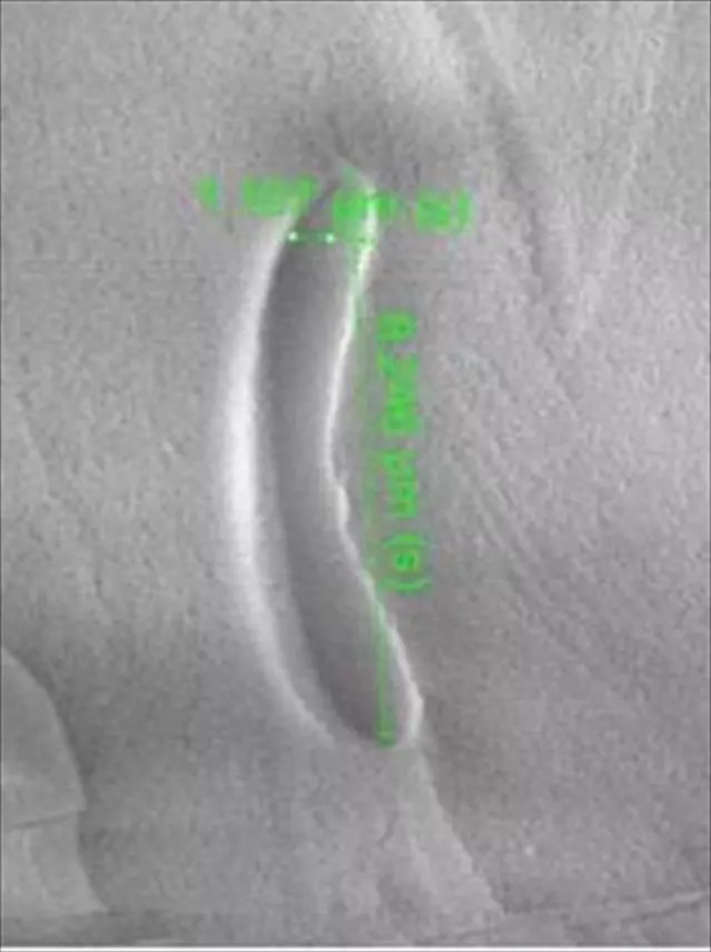 Breakthrough Discovery by Turkish Scientists: A New Genus of Bacteria Identified