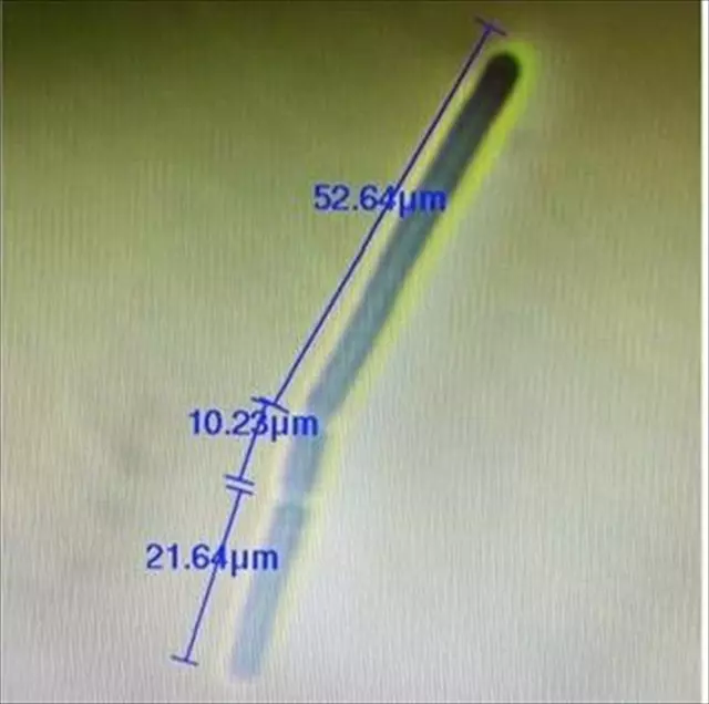 Breakthrough Discovery by Turkish Scientists: A New Genus of Bacteria Identified