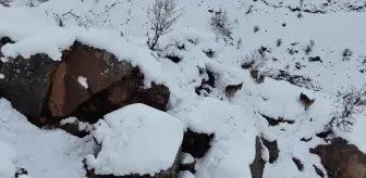 Adıyaman'da Yaban Keçileri Dronla Görüntülendi