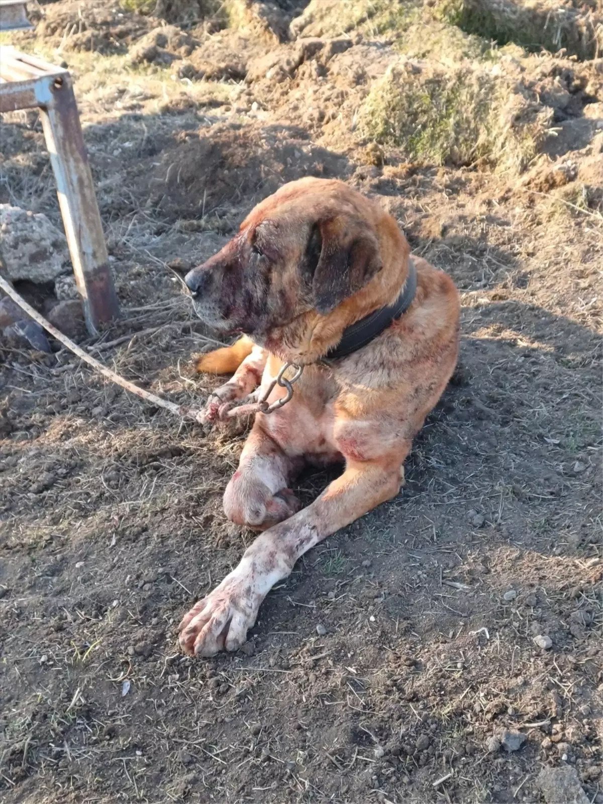 Afyonkarahisar'da Yasa Dışı Köpek Dövüşü Operasyonu: 48 Kişi Yakalandı