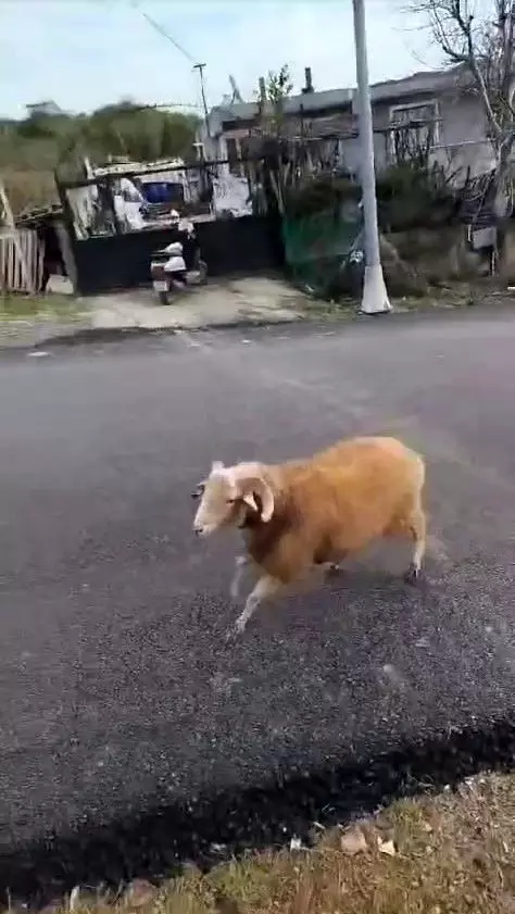 The Ram Chasing Cleaning Workers in Beykoz Made Everyone Smile