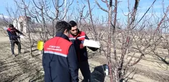 Afyonkarahisar'da Hastalık ve Zararlı Takibi Devam Ediyor