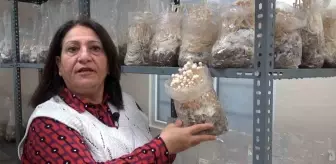 Eskişehir'de Enoki Mantarı Yetiştiriciliği Üzerine Denemeler Başladı