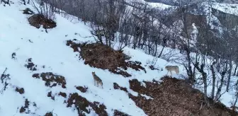 Tunceli'de Kurtların Dronla Kayıt Altına Alındığı Anlar