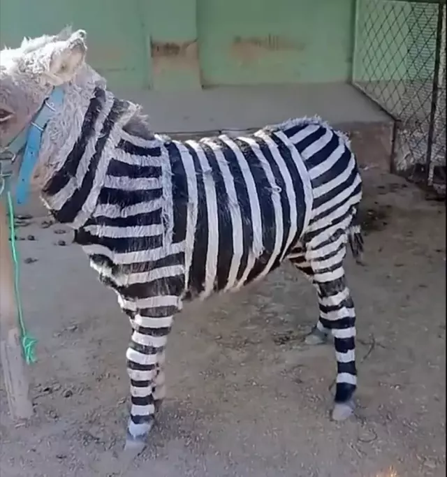 They painted donkeys like zebras to attract visitors