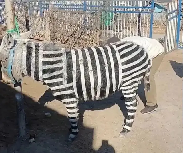 They painted donkeys like zebras to attract visitors