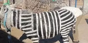 Zebra modifiyeli eşek! Nedeni en az olay kadar rezalet