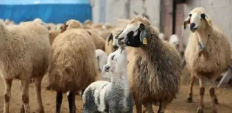 Erzincan'da Kuzu Doğumları İçin Besiciler Nöbette