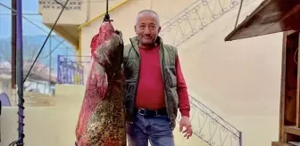 Sinop'ta Amatör Balıkçıdan 100 Kilogramlık Yayın Balığı