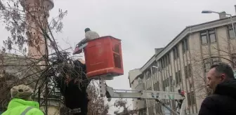 Beypazarı'nda Ağaç Budama Çalışmaları Başladı