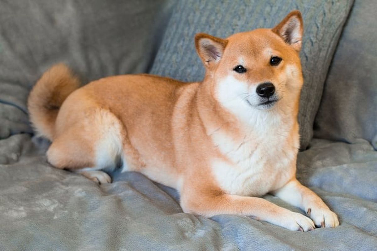 Shiba Inu (SHIB) ne zaman yükselecek? İşte piyasadaki durgunluğun 3 nedeni