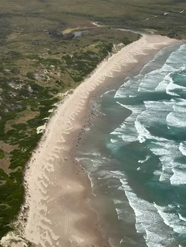 157 false killer whales stranded in Tasmania