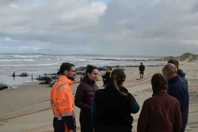 157 false killer whales stranded in Tasmania