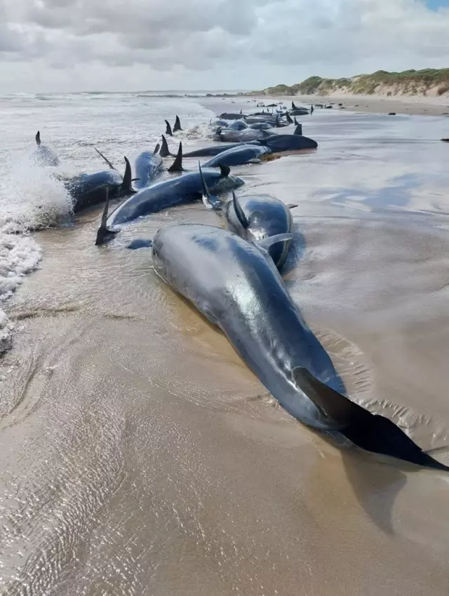 157 false killer whales stranded in Tasmania