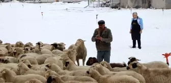 Amasya'da Her Gün Koyunlara Kaval Çalan Çoban