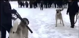 Erzurum'da Köpek Dövüşü Yapan İki Kişi Yakalandı