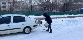 Karlıova'da Kar Dağlarında Sokak Hayvanlarına Destek