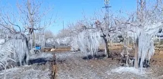 Adıyaman'da Soğuk Hava Fıstık Bahçelerini Buzla Kapladı