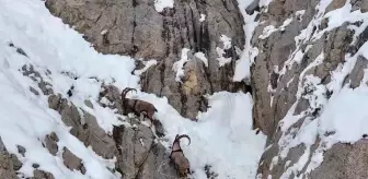 Gümüşhane'de Yaban Keçileri Dronla Görüntülendi