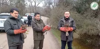 Bursa'da Yaralı Şahinler ve Yeşil Başlı Ördekler Doğaya Salındı