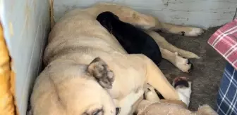 Tokat'ta Anne Kangal, Yavru Köpeğini Sahiplendi