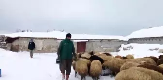 Bitlis'te Sibirya Soğukları Besicileri Zorluyor