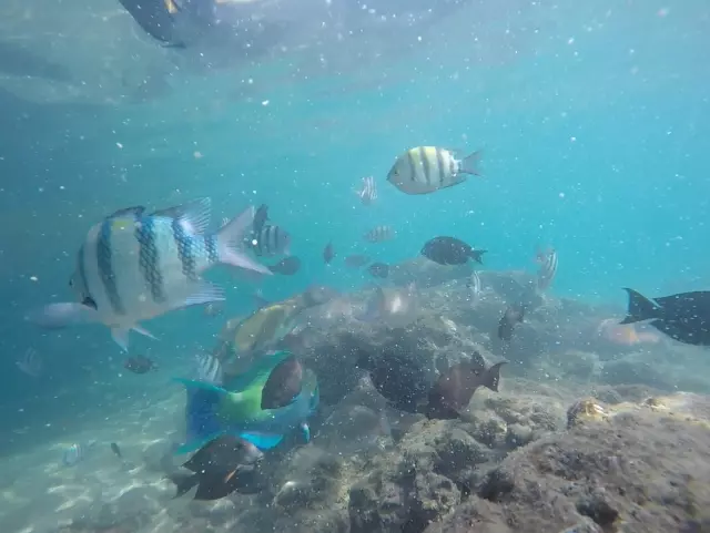 Alanya's S Cake was Served to the Fish in the Red Sea