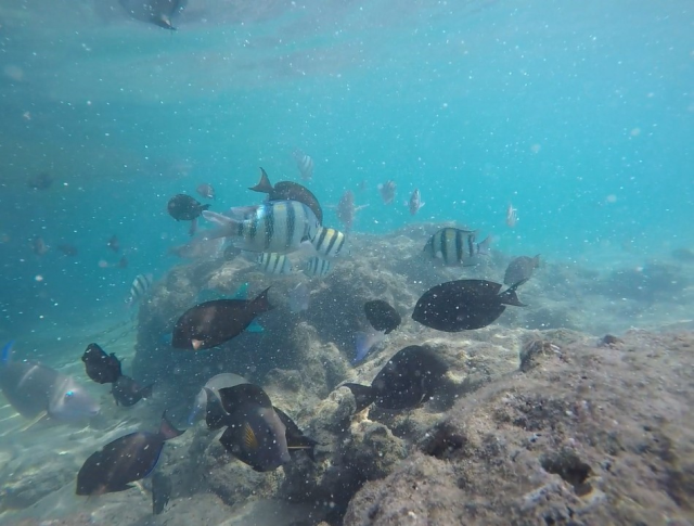 Alanya's S Cake was Served to the Fish in the Red Sea