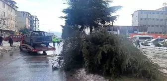 Ordu'da Pikap Ağaca Çarptı: Sürücü Yaralandı