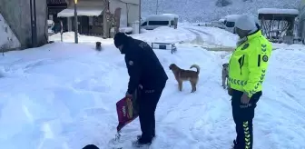 Ordu'da Sokak Hayvanları için Destekleyici Besleme Çalışması