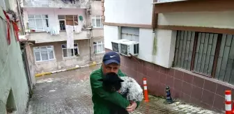 Giresun'da Kuza ile Yaşayan Pazarcı Esnafı, Şehrin Maskotu Oldu