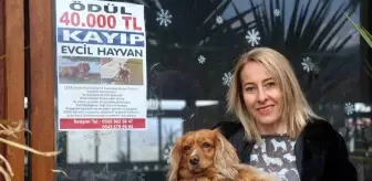 Kaybolan Köpeği İçin 40 Bin TL Ödül